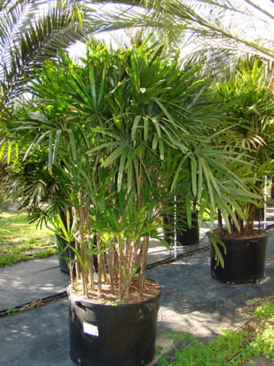 ladypalm in pot